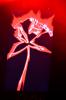 010_the-beauty-of-gemina_x-tra_zuerich